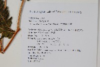 有刺鳳尾蕨藏品圖，第2張