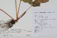 大葉鳳尾蕨藏品圖，第2張