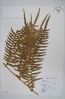 溪鳳尾蕨藏品圖，第1張