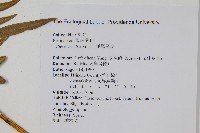 溪鳳尾蕨藏品圖，第2張