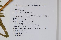 溪鳳尾蕨藏品圖，第2張