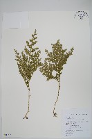 密葉卷柏藏品圖，第1張