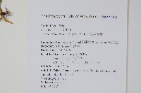 密葉卷柏藏品圖，第2張