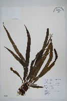 波氏星蕨藏品圖，第1張