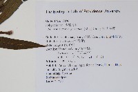 波氏星蕨藏品圖，第2張