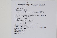 柳葉劍蕨藏品圖，第2張