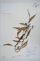 骨牌蕨藏品圖，第1張