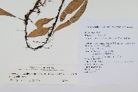 骨牌蕨藏品圖，第2張