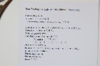 大星蕨藏品圖，第2張