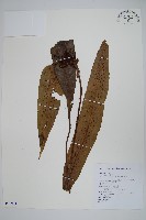 扇蕨藏品圖，第1張
