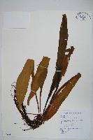 台灣劍蕨藏品圖，第1張