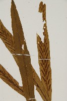 劍葉鐵角蕨、箭葉鐵角蕨藏品圖，第2張