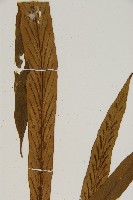 劍葉鐵角蕨、箭葉鐵角蕨藏品圖，第3張