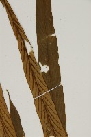 劍葉鐵角蕨、箭葉鐵角蕨藏品圖，第4張