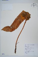 盧山石葦藏品圖，第1張