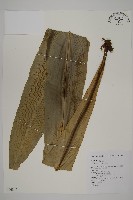 山蘇花藏品圖，第1張