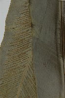 山蘇花藏品圖，第3張