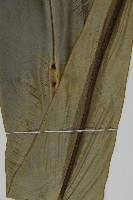 山蘇花藏品圖，第4張