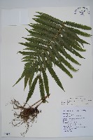 密毛毛蕨藏品圖，第1張