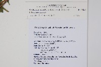 密毛毛蕨藏品圖，第2張