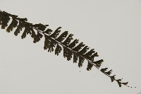 馬來鐵線蕨藏品圖，第3張