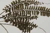 馬來鐵線蕨藏品圖，第4張