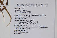 書帶蕨藏品圖，第2張