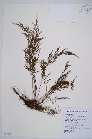 威氏鐵角蕨藏品圖，第1張