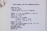 威氏鐵角蕨藏品圖，第2張