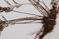 威氏鐵角蕨藏品圖，第3張