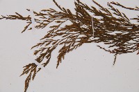 威氏鐵角蕨藏品圖，第4張