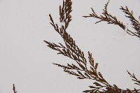 威氏鐵角蕨藏品圖，第5張