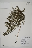 川上氏肋毛蕨藏品圖，第1張