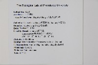 川上氏肋毛蕨藏品圖，第2張