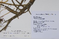 箭葉鳳尾蕨藏品圖，第2張