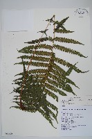 斜葉金星蕨藏品圖，第1張