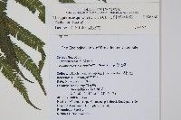 斜葉金星蕨藏品圖，第2張