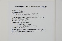 華鳳丫蕨藏品圖，第2張