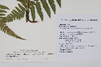 斜葉金星蕨藏品圖，第2張