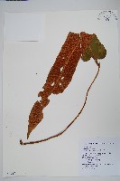 盧山石葦藏品圖，第1張