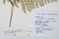 台灣小膜蓋蕨藏品圖，第2張