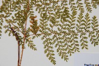 台灣小膜蓋蕨藏品圖，第3張