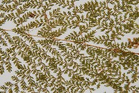 台灣小膜蓋蕨藏品圖，第4張