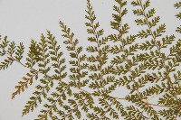 台灣小膜蓋蕨藏品圖，第5張