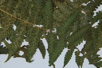 擬德氏雙蓋蕨藏品圖，第3張