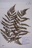 薄葉擬肋毛蕨藏品圖，第1張