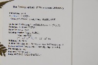 薄葉擬肋毛蕨藏品圖，第2張