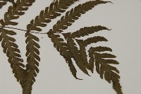 薄葉擬肋毛蕨藏品圖，第3張