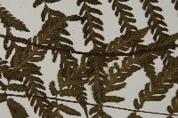 薄葉擬肋毛蕨藏品圖，第4張