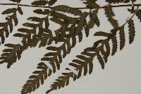 薄葉擬肋毛蕨藏品圖，第5張